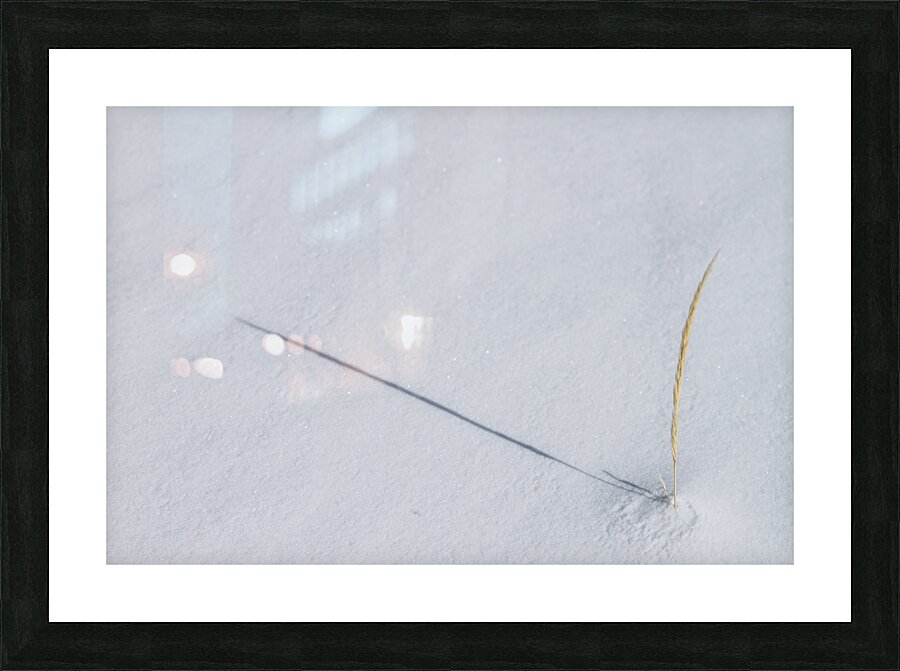 Winter Grass Picture Frame print