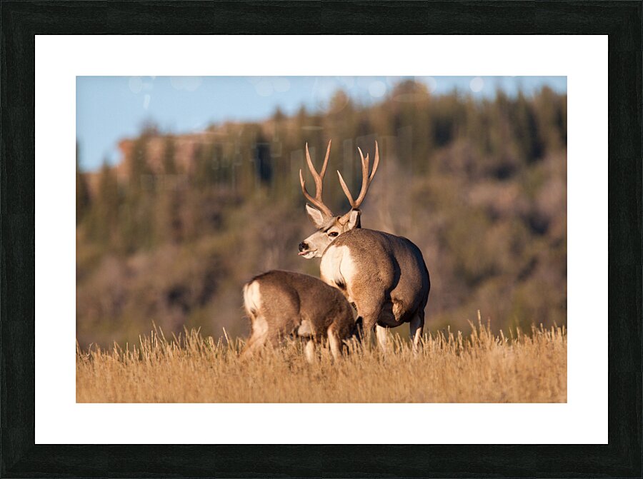 Seasons Done Picture Frame print