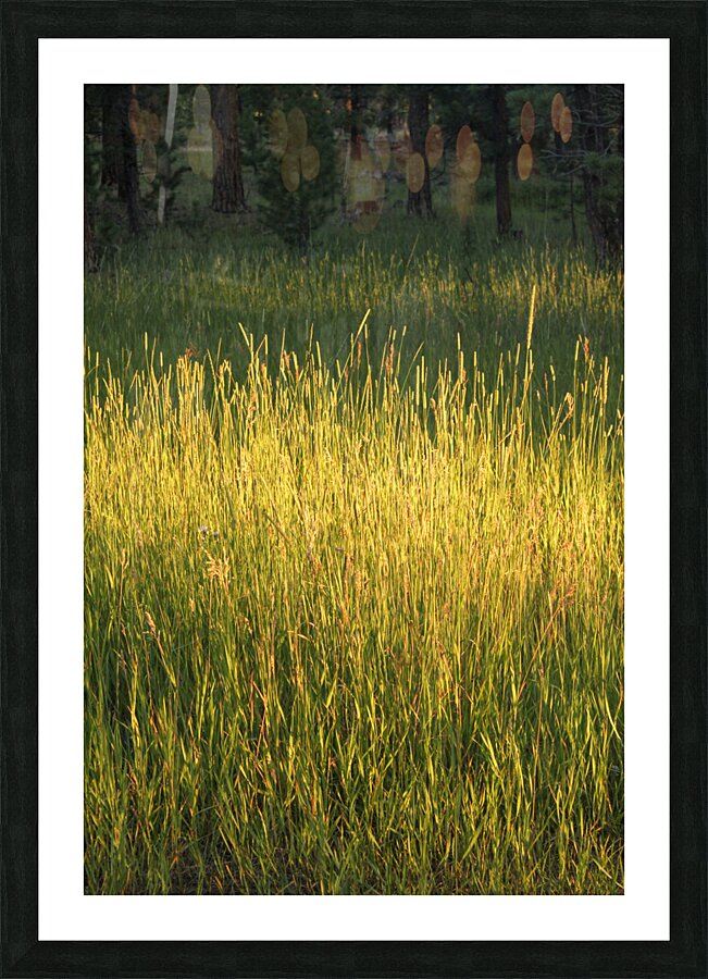 Let it Shine Picture Frame print