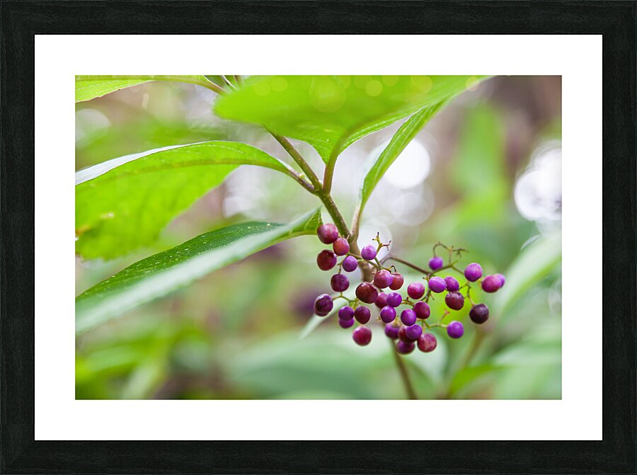 Umbrella Picture Frame print
