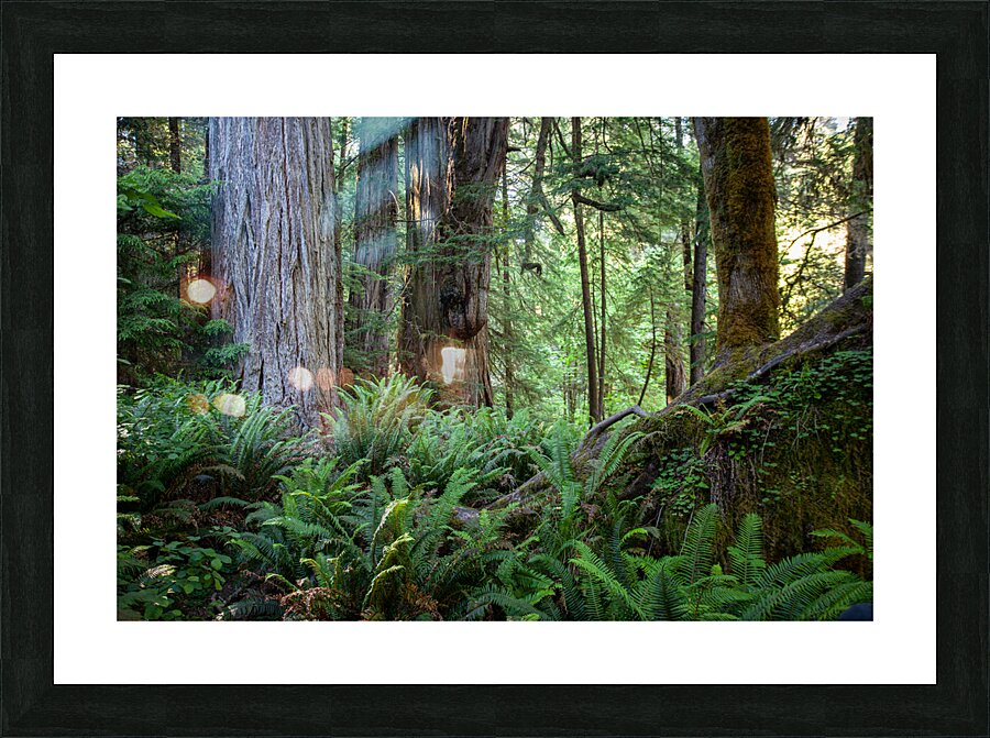Redwoods Green Picture Frame print