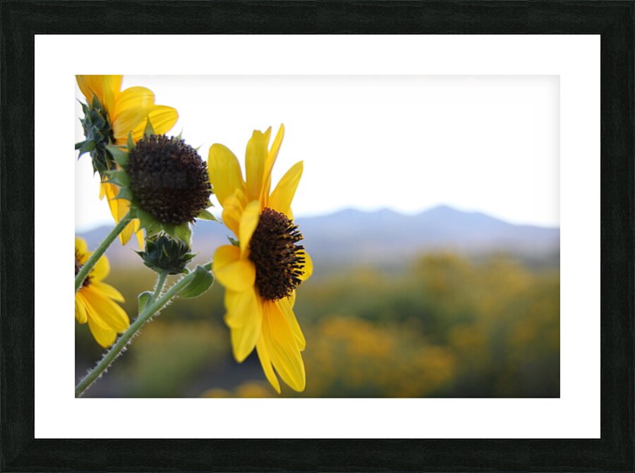 Utah Sunflower Picture Frame print