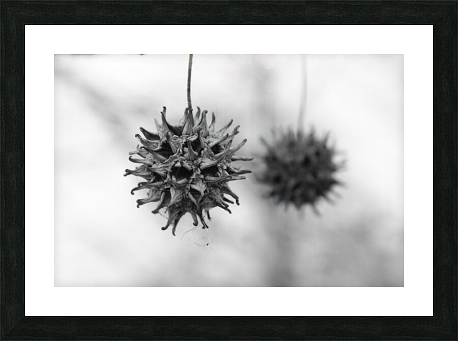 Sweet Gum Picture Frame print