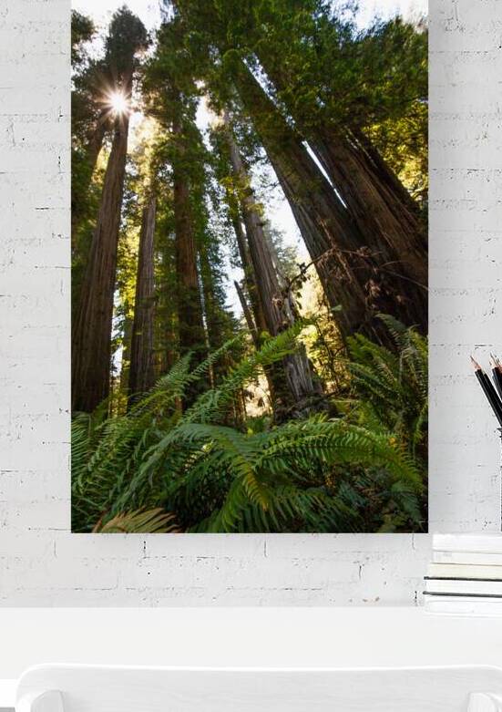 Redwood Tall by WB Maxwell