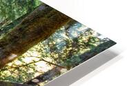 Redwoods Green HD Metal print