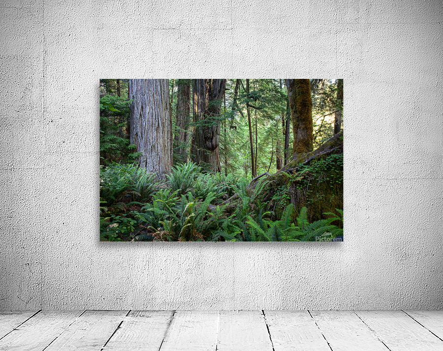 Redwoods Green Wall Preview