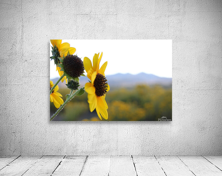 Utah Sunflower Wall Preview