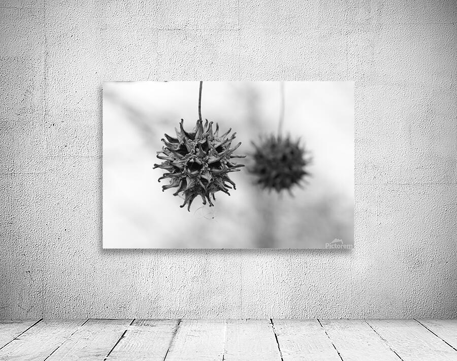 Sweet Gum Wall Preview