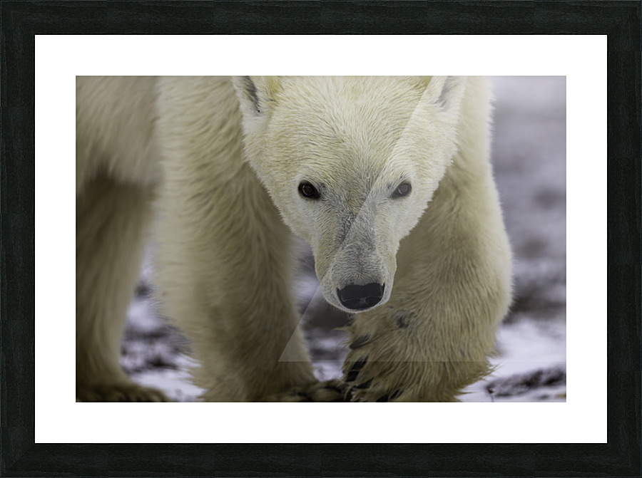 Checking us out Picture Frame print