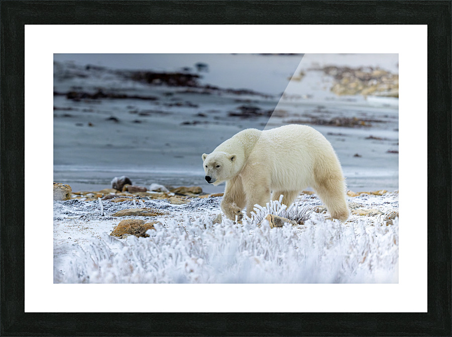 Through the frost Picture Frame print