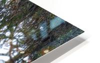 Safe in a tree HD Metal print