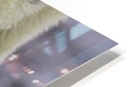 Checking us out HD Metal print