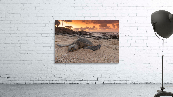 Sleepy Honu Wall Preview