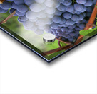 Blue grapes Acrylic print