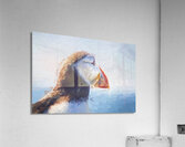 Puffin in close up Acrylic Print
