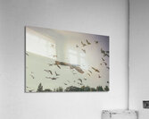 flying Acrylic Print