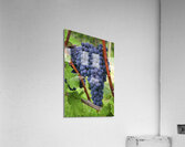 Blue grapes Acrylic Print