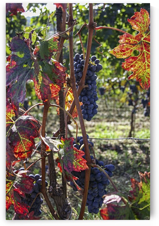 Colorful vineyard by Patricia Hofmeester PHotography