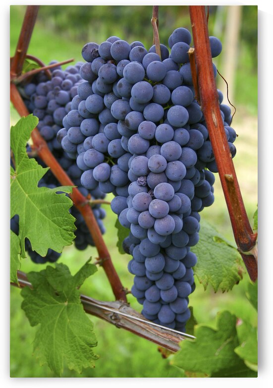 Blue grapes by Patricia Hofmeester PHotography