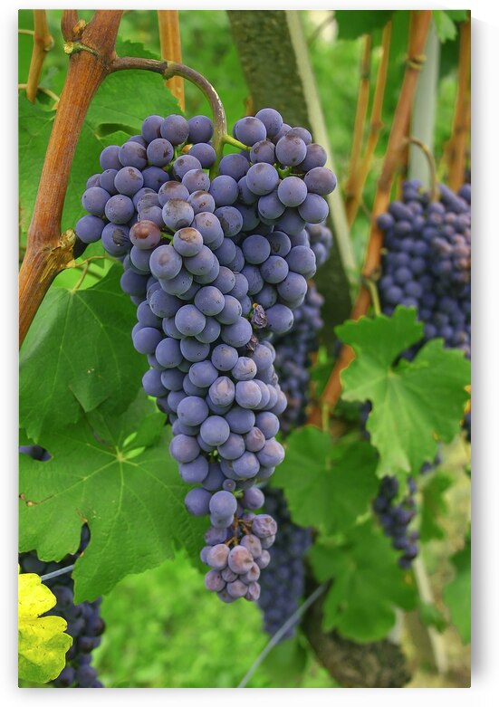 Blue  Nebbiolo grapes for wine by Patricia Hofmeester PHotography
