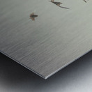 flying Metal print