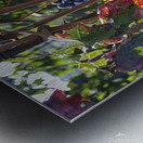 Colorful vineyard Metal print