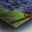 Blue grapes Metal print