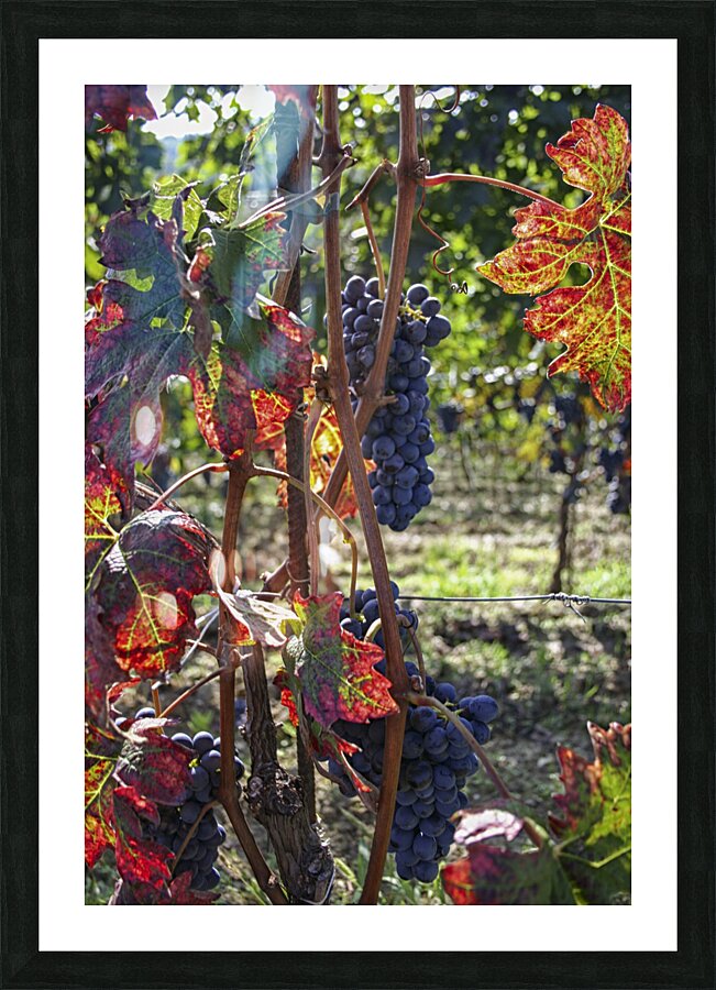 Colorful vineyard Picture Frame print