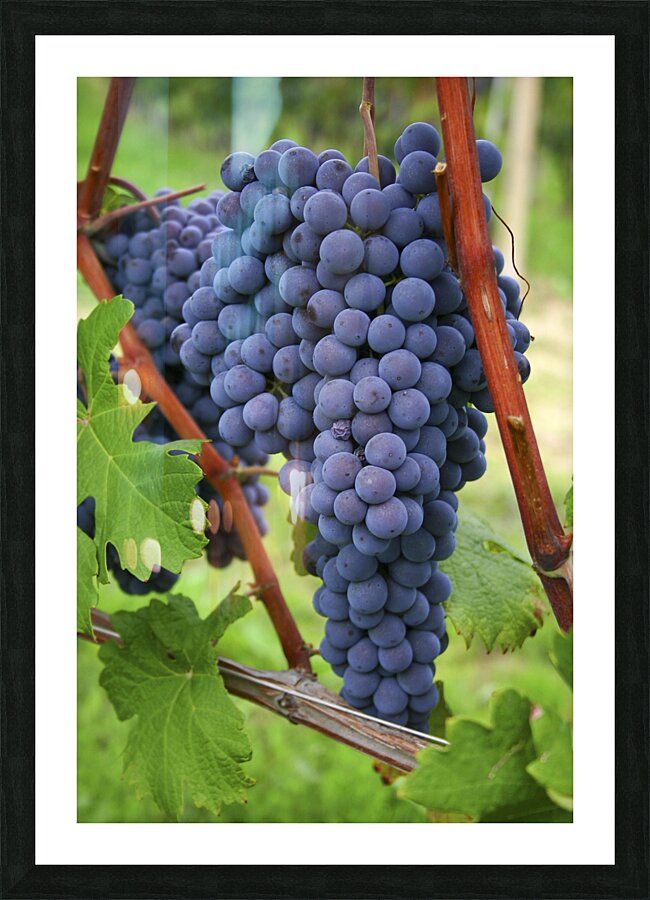 Blue grapes Picture Frame print