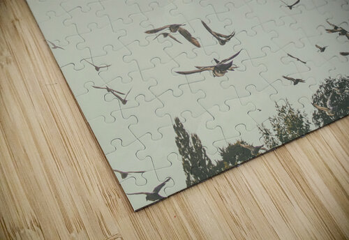 flying Patricia Hofmeester PHotography puzzle