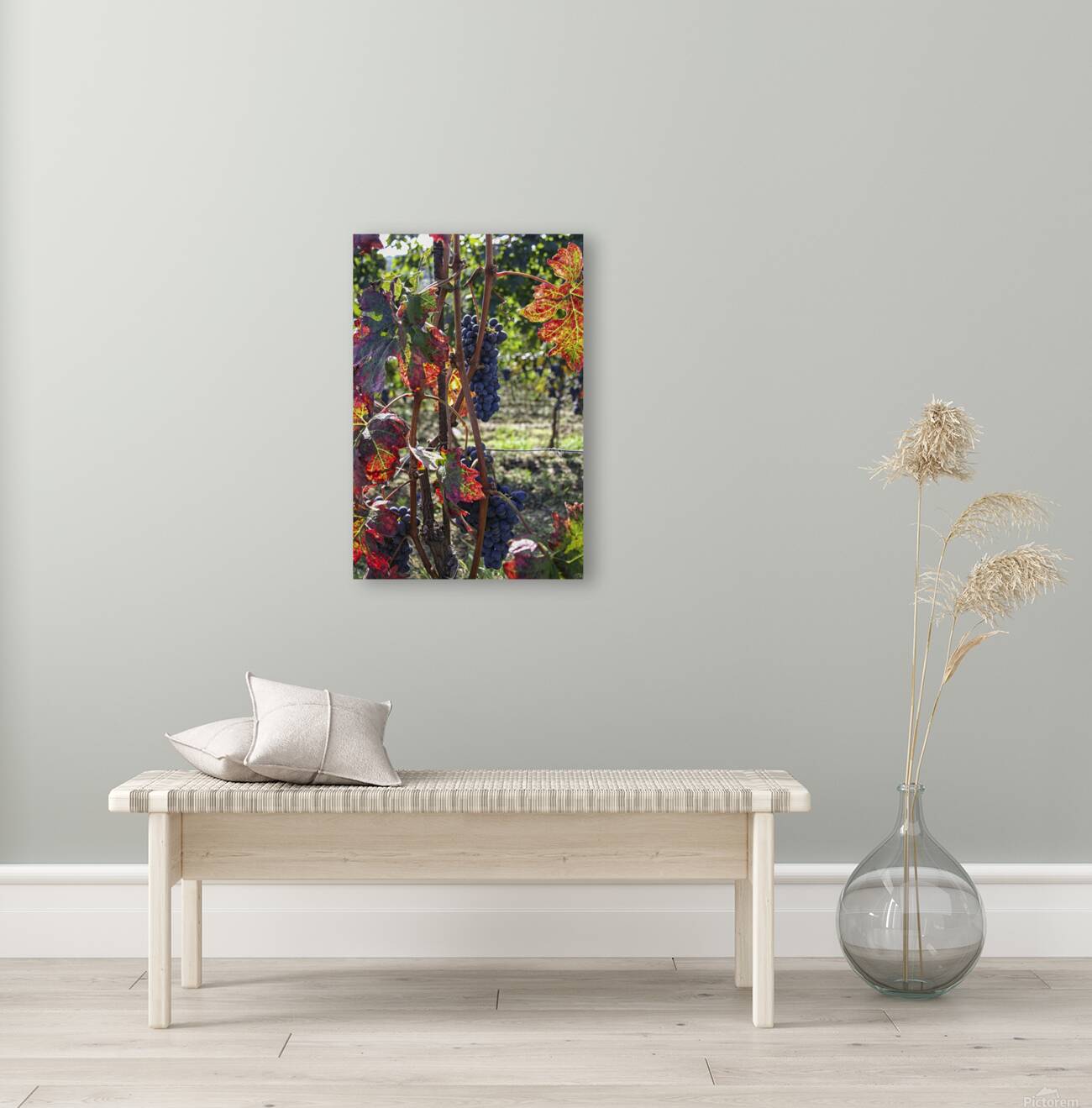 Colorful vineyard Reproduction