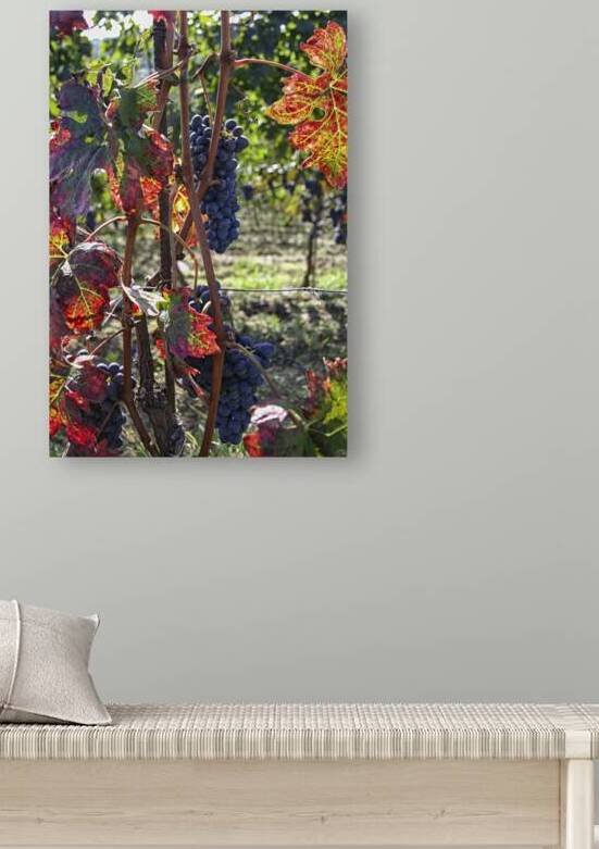 Colorful vineyard by Patricia Hofmeester PHotography