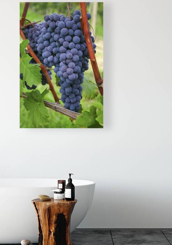 Blue grapes by Patricia Hofmeester PHotography