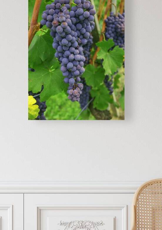 Blue  Nebbiolo grapes for wine by Patricia Hofmeester PHotography