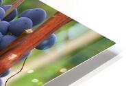 Blue grapes HD Metal print