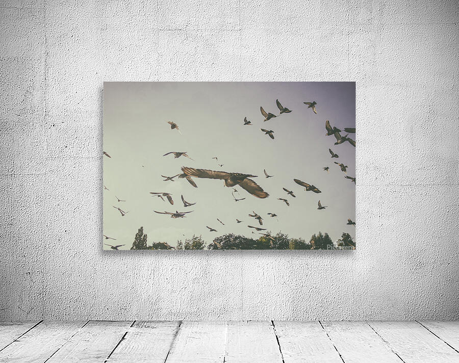 flying Wall Preview