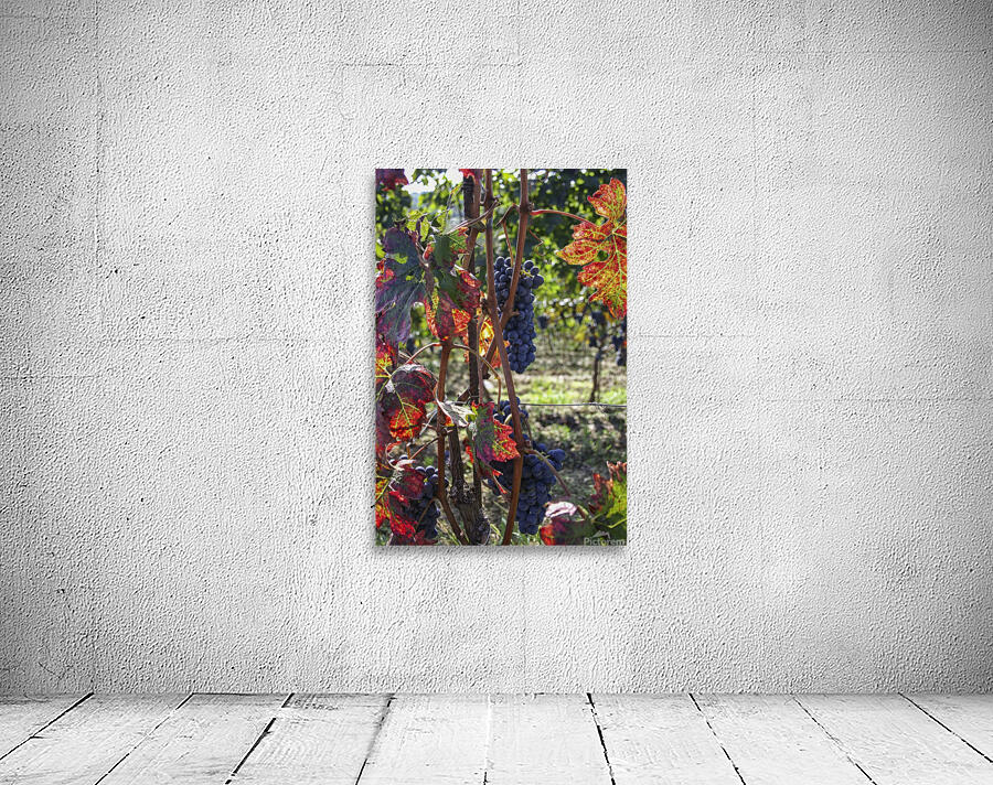 Colorful vineyard Wall Preview