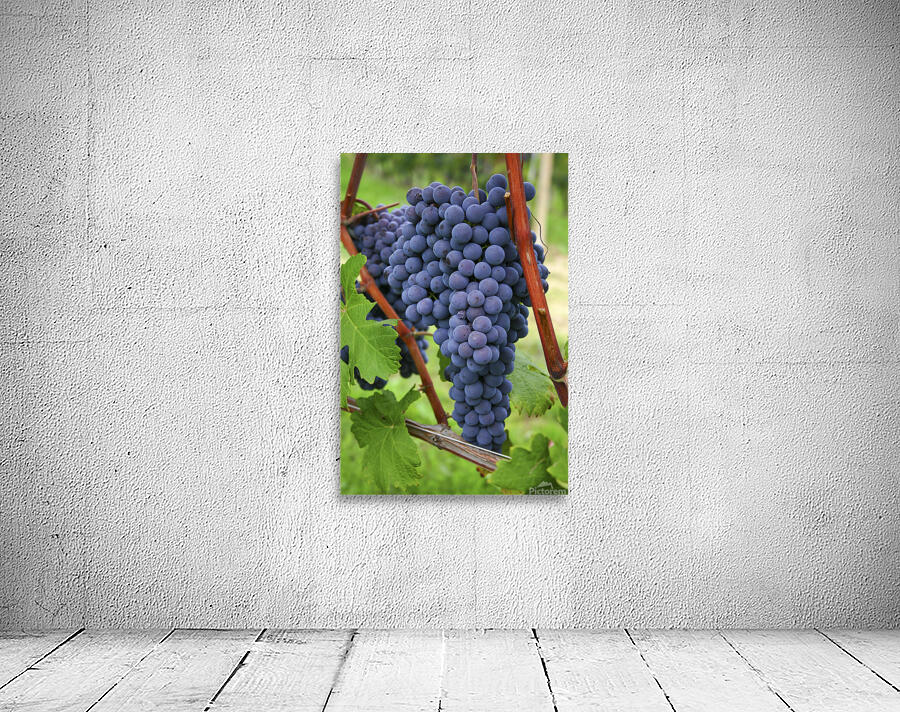 Blue grapes Wall Preview