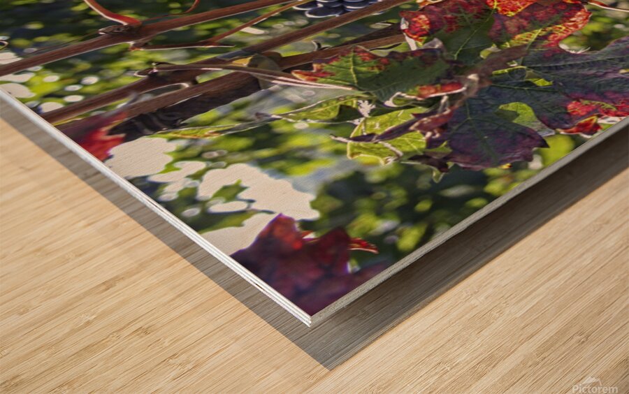 Colorful vineyard Wood print