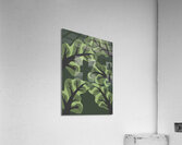 trees forest evening drawin Acrylic Print