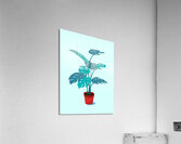 plant foliage monstera leaves nature houseplant c Acrylic Print