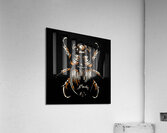 scarab beetle insect entomology black egyptian.jp Acrylic Print
