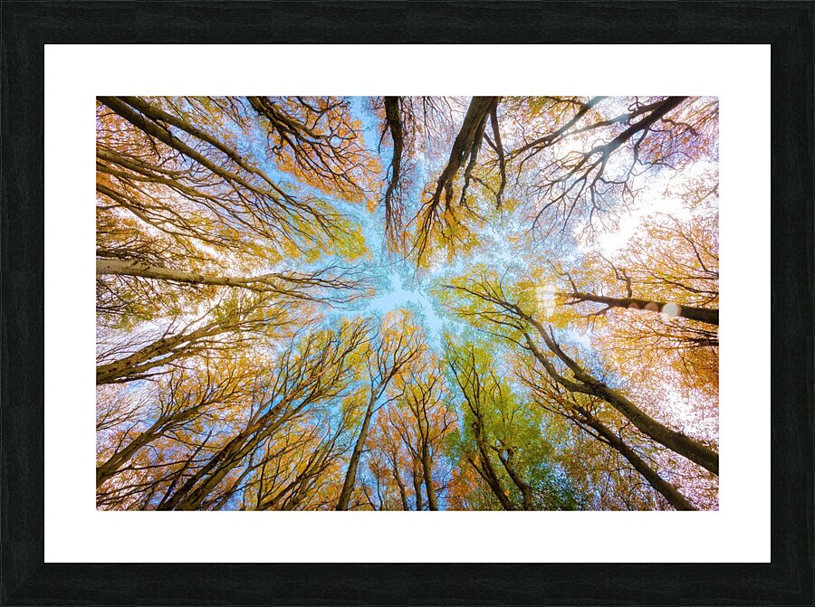 trees tree canopy forest branches Picture Frame print