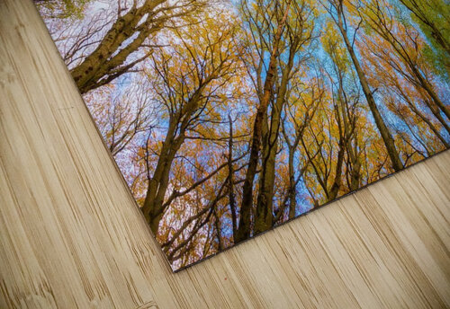 trees tree canopy forest branches Sastroredjo puzzle