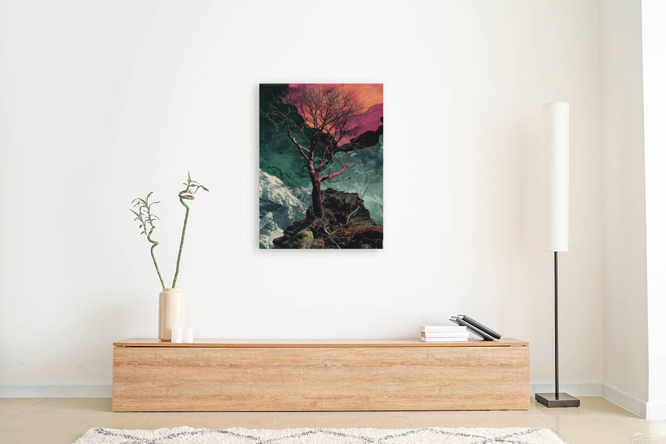 night sky nature tree night landscape forest gala Reproduction