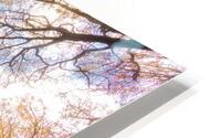 trees tree canopy forest branches HD Metal print