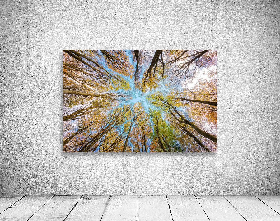 trees tree canopy forest branches Wall Preview