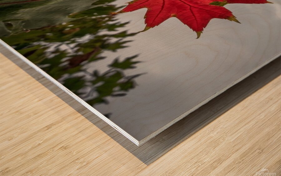 The tree leaf Wood print