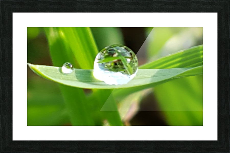 Dew Drops Picture Frame print