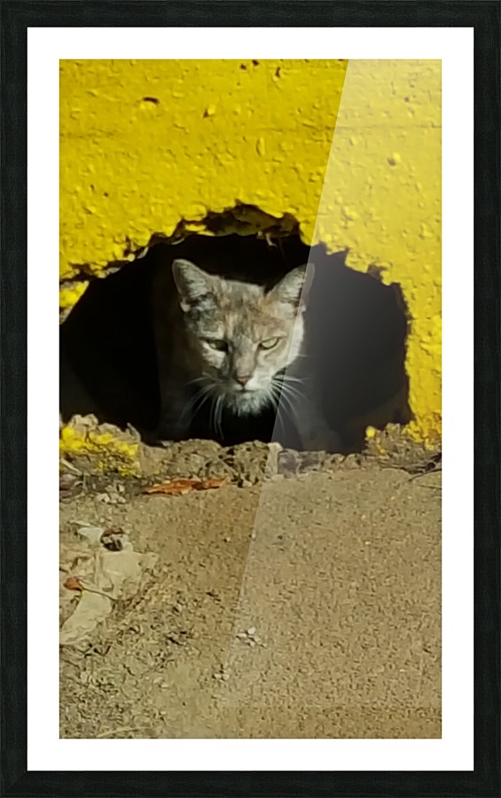 Cat Peaking Out Picture Frame print